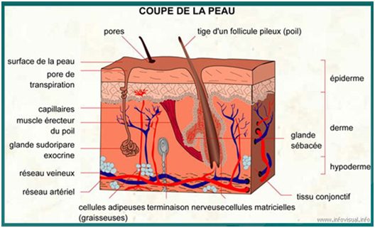 coupe de la peau, analyse