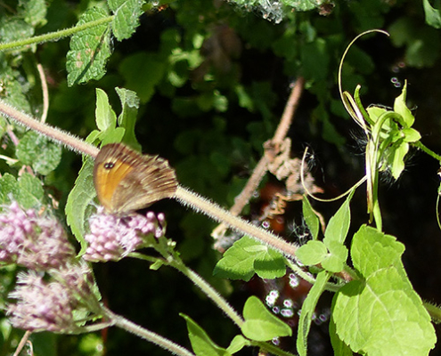 Les bienfaits de la sophrologie
