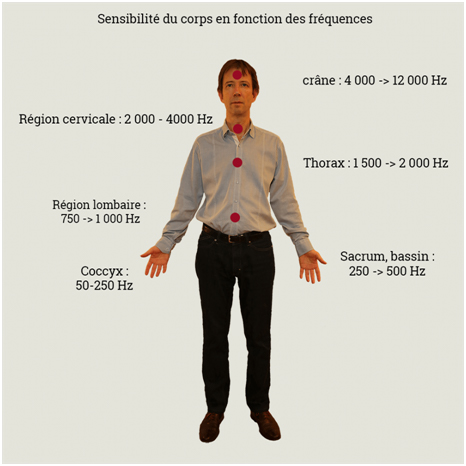 sensibilités du corps avec les fréquences