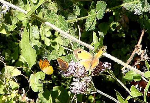 Cohérence cardiaque vidéo